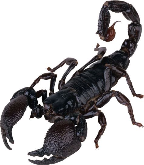 a black scorpion on a white background