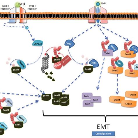 The ubiquitin pathway (A) Representation of the process of ...