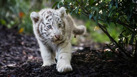 Cute Cub Bengal White Tiger Wallpaper,HD Animals Wallpapers,4k ...