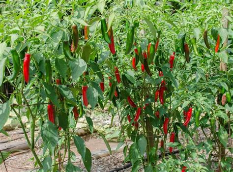 15 Types of Pepper Plants to Grow in Your Garden - Hort Zone