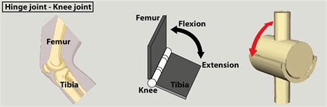 Hinge Joint Knee Diagram