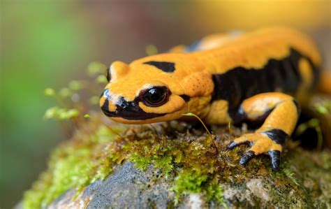 Download Reptile Lizard Animal Salamander HD Wallpaper