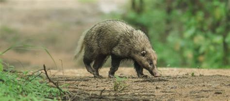 The Greater Hog Badger | Critter Science