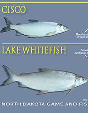 Cisco Lake Whitefish Comparison Poster | North Dakota Game and Fish