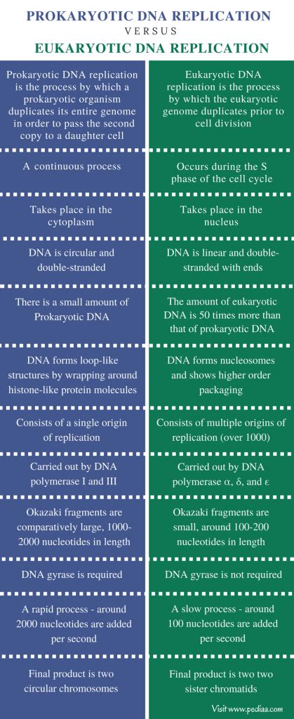 Difference Between Prokaryotic and Eukaryotic DNA Replication ...