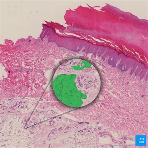 Adipose tissue: Definition, location, function | Kenhub