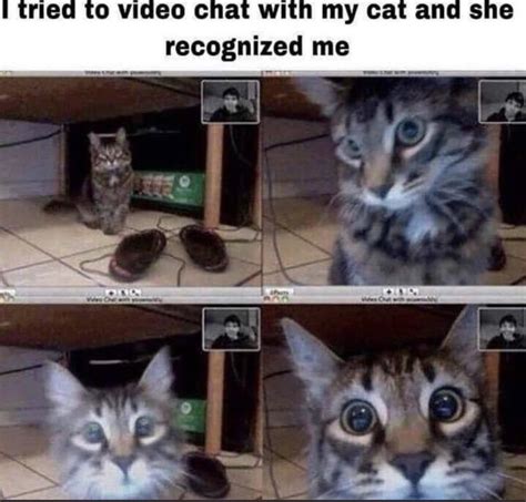 here kitty kitty : r/wholesomememes