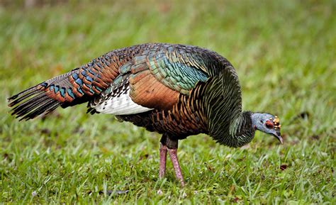 Ocellated Turkey | Bird Watching | Photography | Birding | Photography