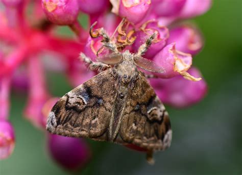 Spongy moth | Description, Caterpillar, Invasive Species, Life Cycle ...