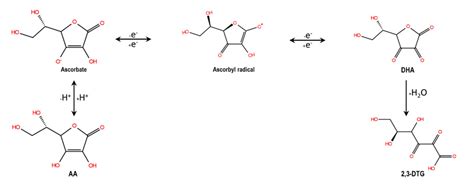 ascorbic acid degradation