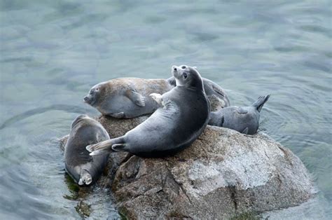 What Lives At The Bottom of Lake Baikal? - A-Z Animals