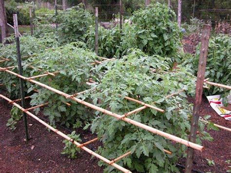 17 Best images about Tomato Stakes on Pinterest | Tomato cages, Small ...