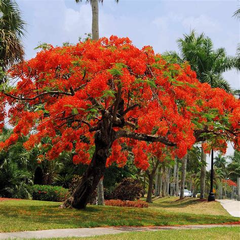 Royal Poinciana Tree Delonix Regia Aka Red Flame Flamboyant Tree Flower ...