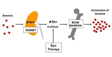 Erythropoiesis Stimulating Medicines - Ask Hematologist | Understand ...