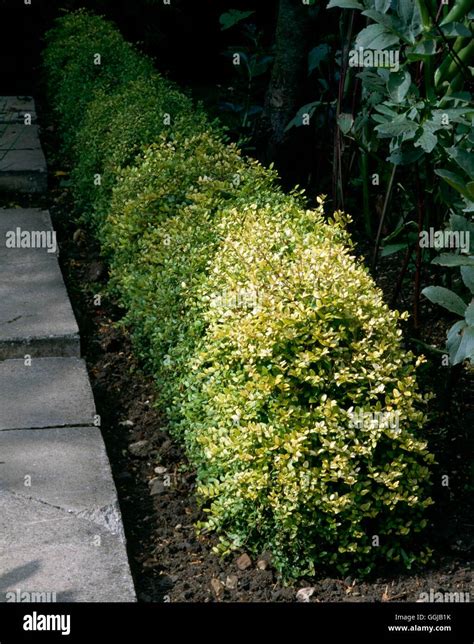 Hedge - of Lonicera nitida `Baggessen's Gold' HED014864 Stock Photo - Alamy