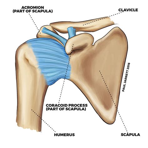 Shoulder Anatomy - Dr Paul Jarrett, Orthopaedic Surgeon Perth