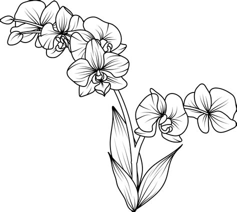 Orchid black and white vector drawing 29136447 Vector Art at Vecteezy