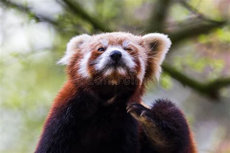 Red Panda scratching stock image. Image of nose, daytime - 178284887