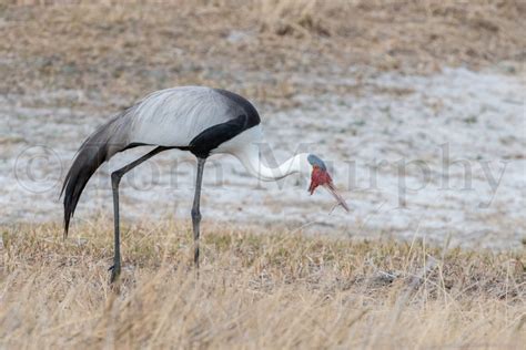 Wattled Crane – Tom Murphy Photography