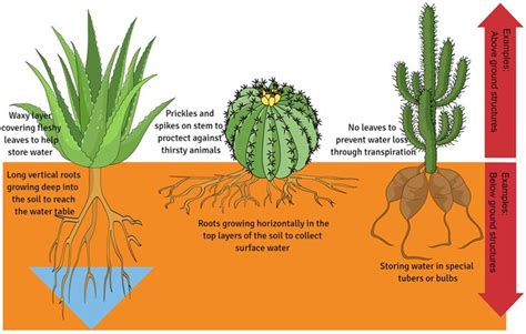 Figure 1 - Extreme structural adaptations found in plants to combat ...