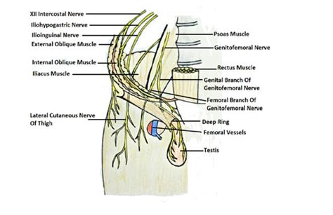 Inguinal Nerve Distribution