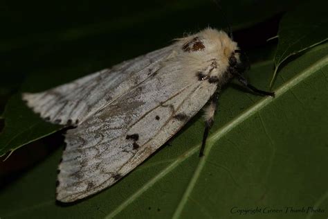 PEI Invasive Species Council - Spongy Moth