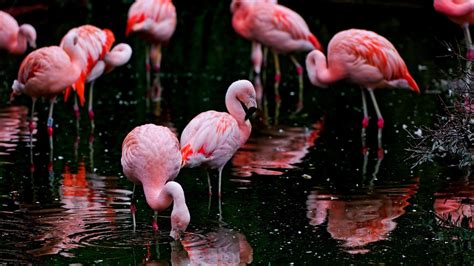 Flamingo Wallpapers Images Photos Pictures Backgrounds