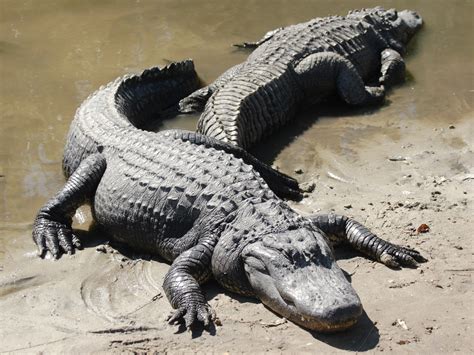 Alligators - Facts, Habitat, Diet, Breeding, Pictures, Lifecycle ...