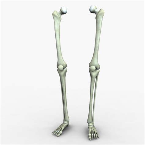 Human Leg Bones | 3D model | Leg bones, Skeleton, Human skeleton