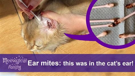 Natural Cure For Ear Mites In Cats