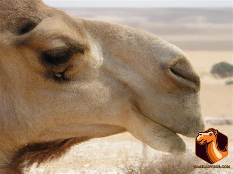 The Anatomy of Dromedary Camels: What You Need to Know