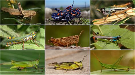 Study of genetic relationships in grasshopper family Acrididae points ...