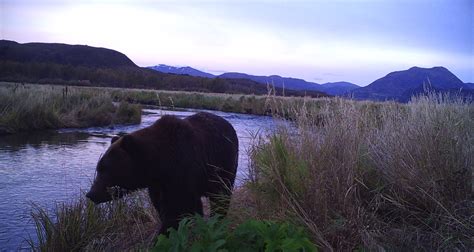 Discover the Kodiak bear hunt with Mike Horstman. Hunt the Alaskan ...