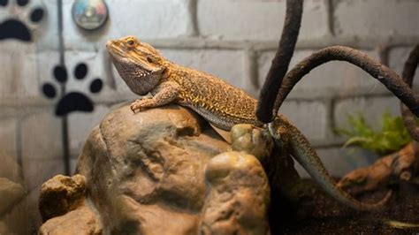 Keeping Your Bearded Dragon Tank Temperature | Terrarium Tales