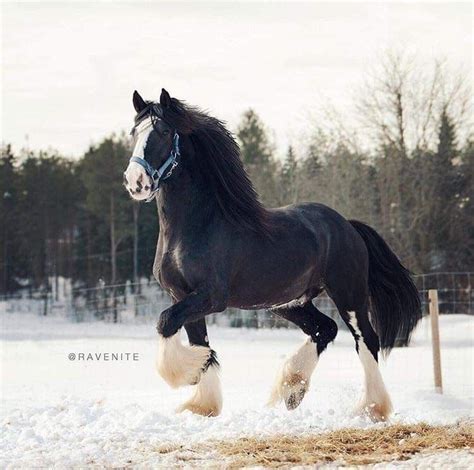 Pin by Catherine Garner on Cute animals | Clydesdale horses, Horses ...