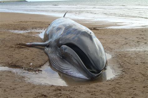 Sei Whale | Sei whale washed up at Elliot Links beach, Arbro… | Flickr