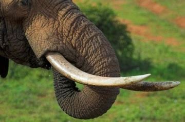 Elephant Tusks - Facts about the Elephant Ivory Incisor Teeth