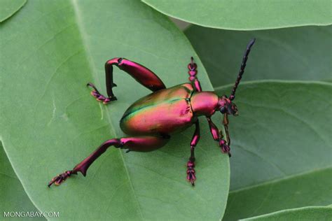 Rainbow metallic beetle in Bali