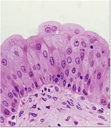 Epithelial Tissues: - Anatomy 101: