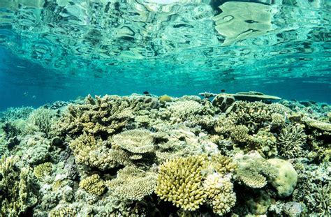 Key part of the Great Barrier Reef could boost wider regeneration ...