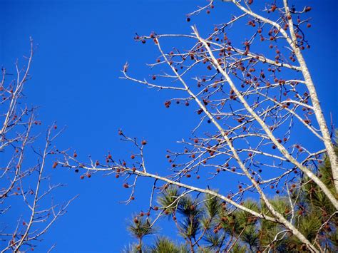 Trees, Seed Pods And Blue Sky. | January 19, 2018 - Tree bra… | Flickr