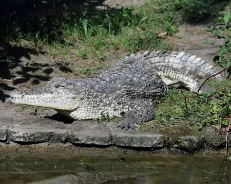 Cuban Crocodile - Facts, Diet, Habitat & Pictures on Animalia.bio