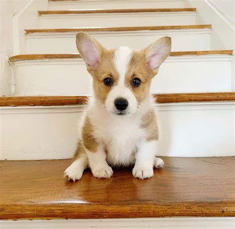 Corgi Puppies For Sale | Los Angeles, CA #311155 | Petzlover