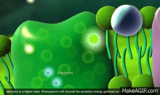 Photosynthesis Light reaction, Calvin cycle, Electron Transport 3D ...