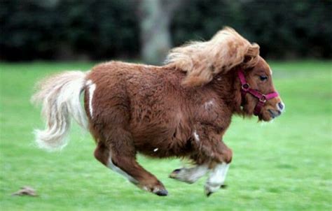 Miniature dwarf horse | HORSES | Pinterest | Dwarf, Horse and Animal