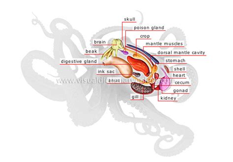 ANIMAL KINGDOM :: MOLLUSKS :: OCTOPUS :: ANATOMY OF AN OCTOPUS image ...