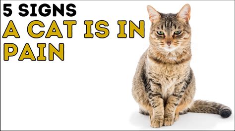 5 Signs Your Cat Is In Pain to Know Your Cat Needs Help