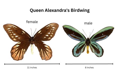 Queen Alexandra's Birdwing: The World's Largest and Rarest Butterfly