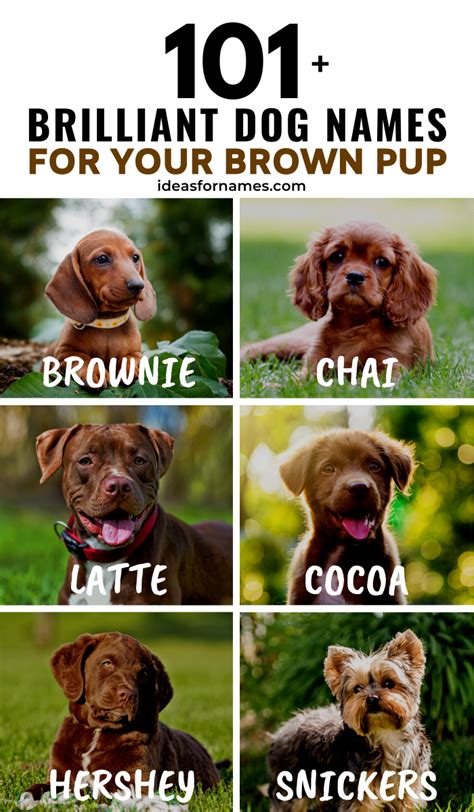 101+ Brilliant Dog Names For Your Brown Pup - Ideas For Names