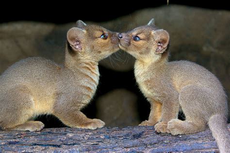 Fossa | San Diego Zoo Animals & Plants